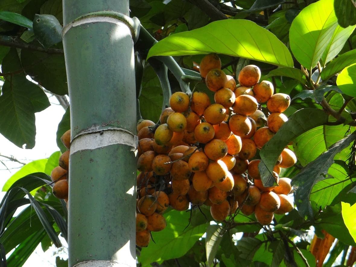 Oříšky Catechu - Papua nová Guinea